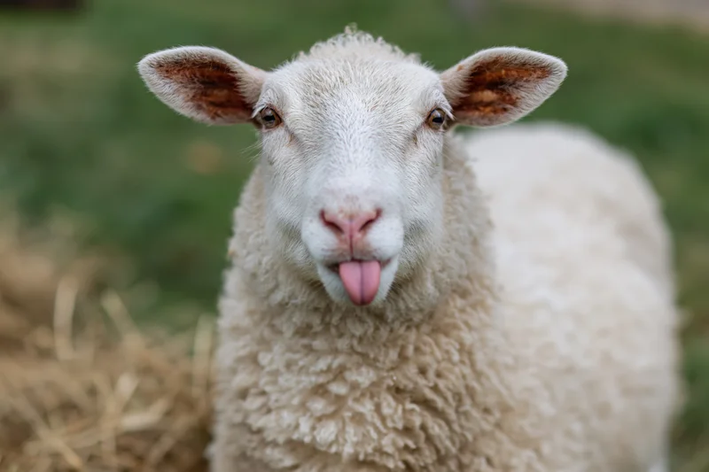 White sheep sticking its pink tongue out in a grassy field