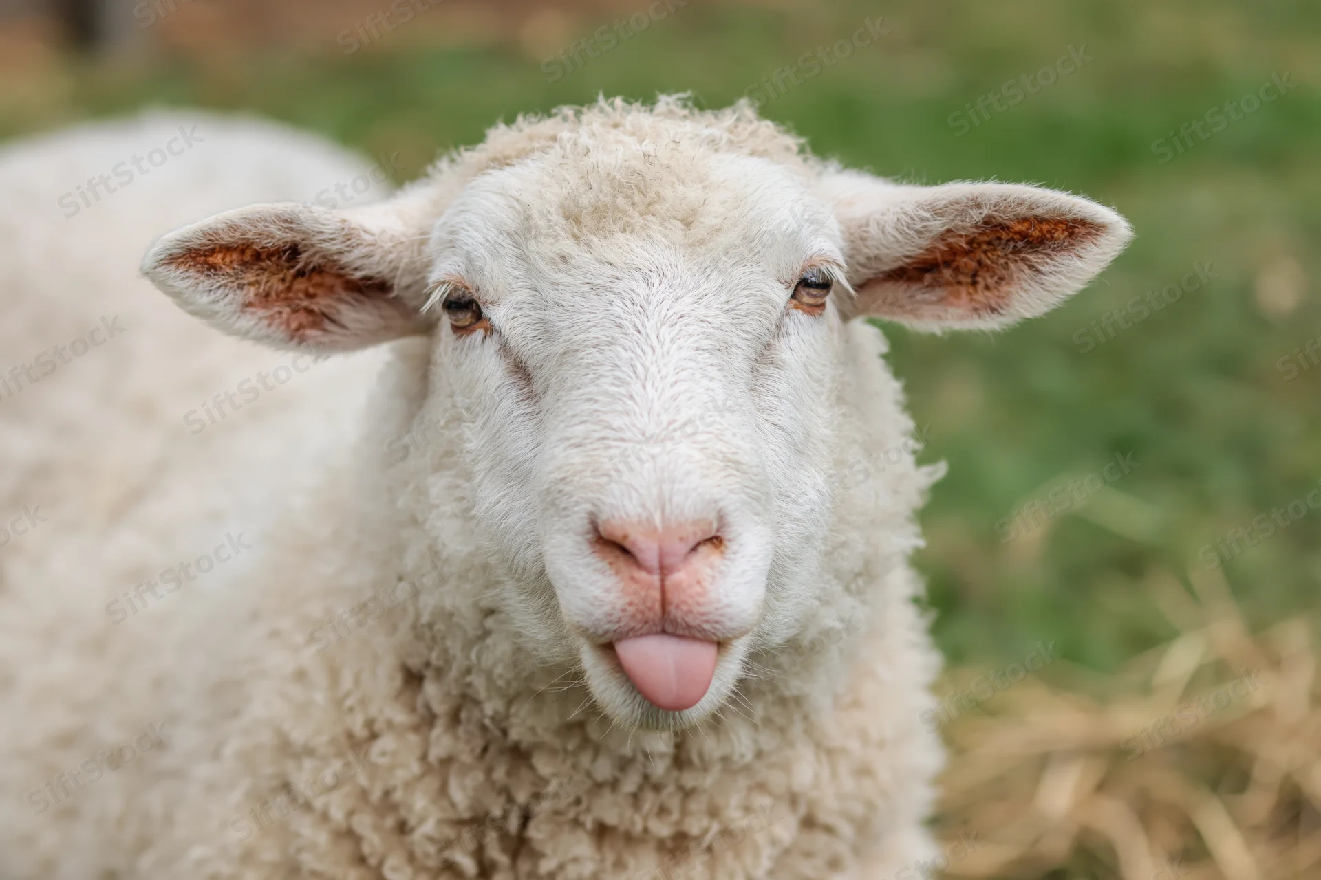 Close-up portrait of a white sheep sticking its pink tongue out in a grassy field