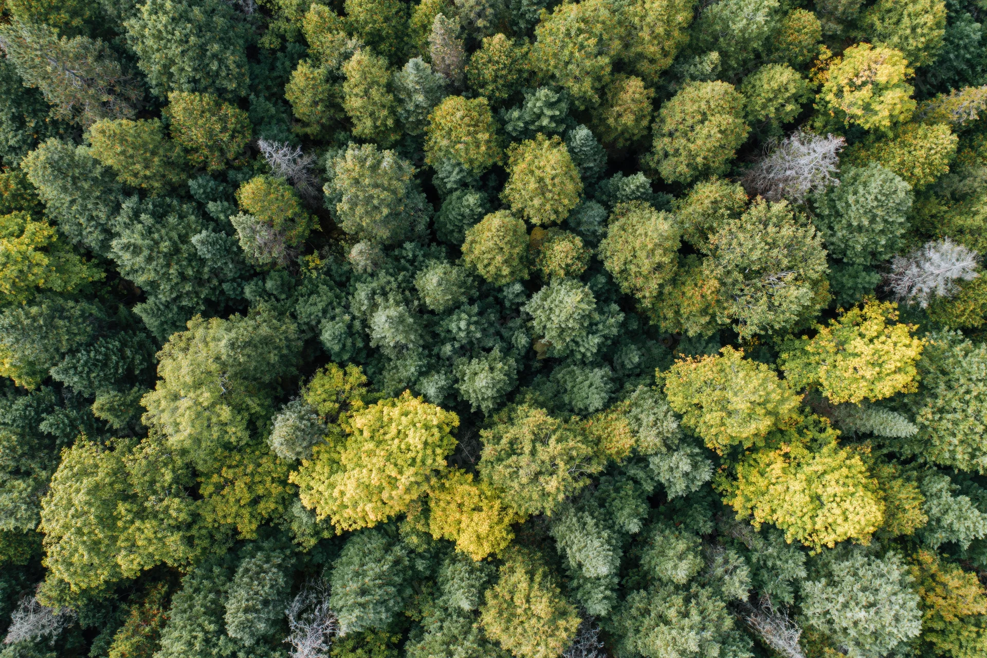 Aerial view of dense mixed forest canopy from directly above