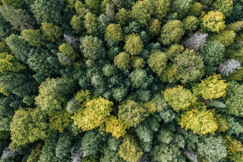 Aerial view of dense mixed forest canopy from directly above