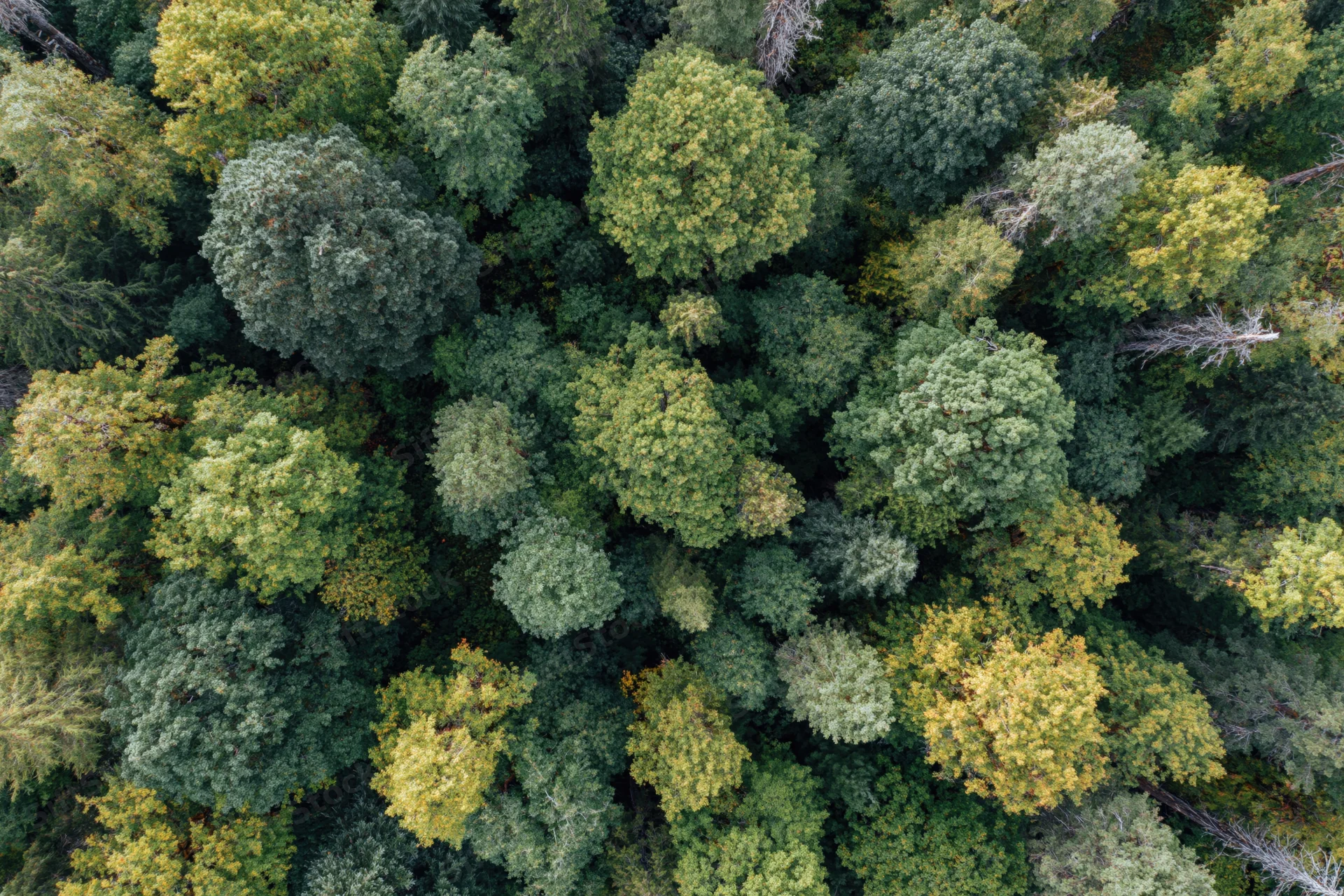 Aerial view of dense mixed forest canopy from directly above