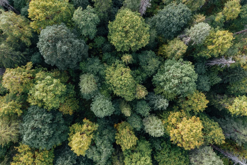 Aerial view of dense mixed forest canopy from directly above