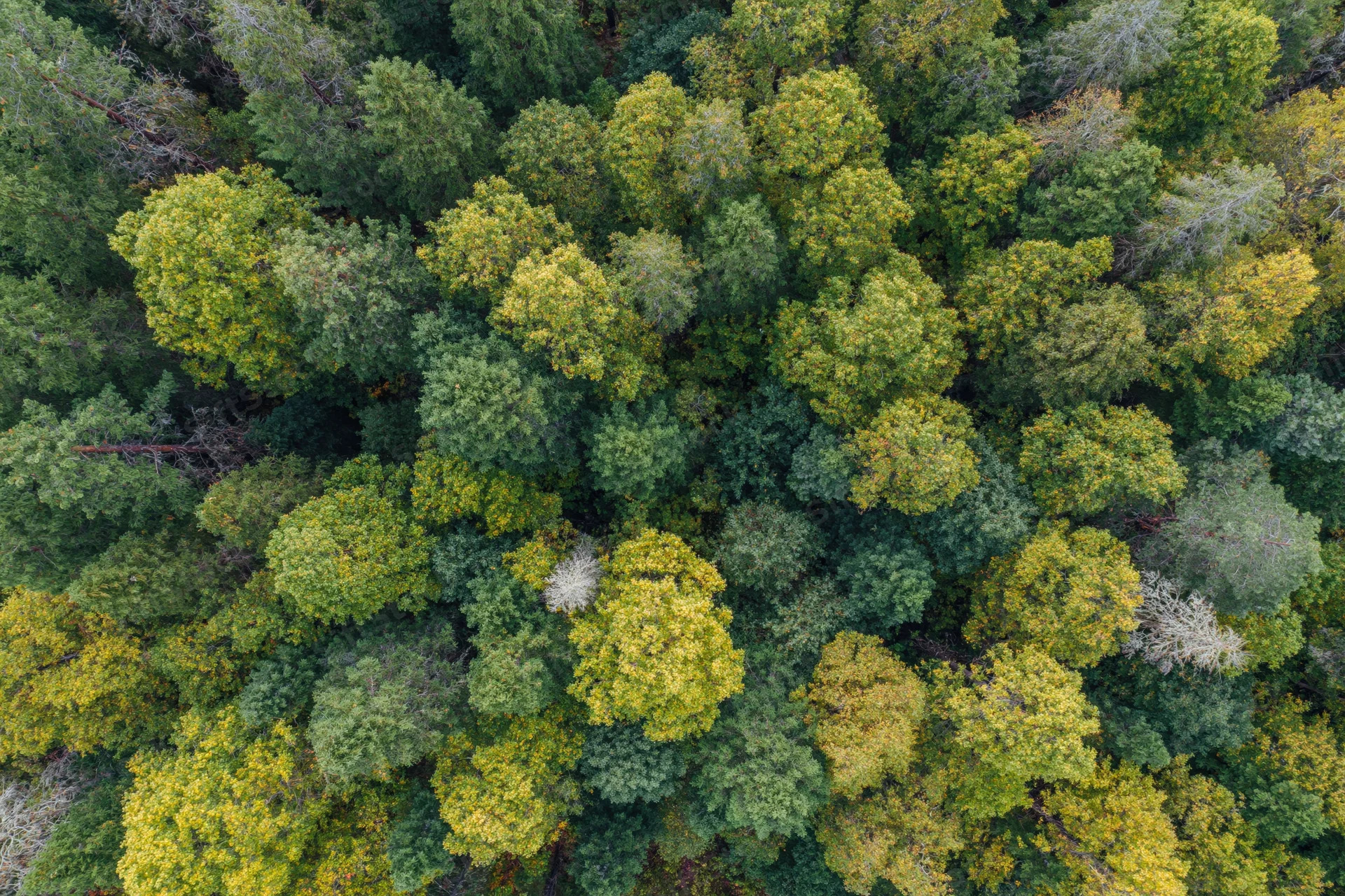Aerial view of dense mixed forest canopy from directly above
