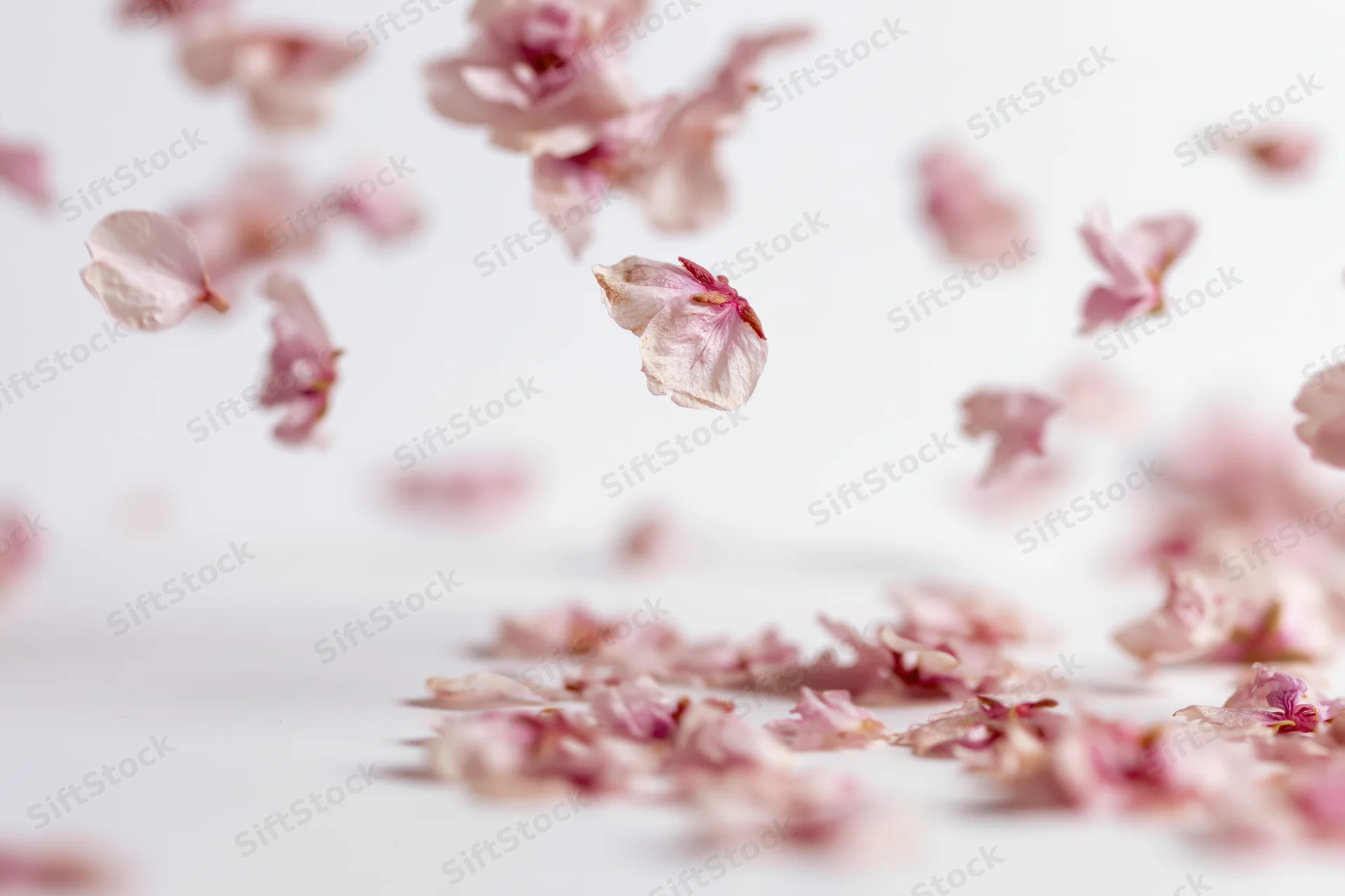 Cherry blossom petals floating and scattered on a white surface