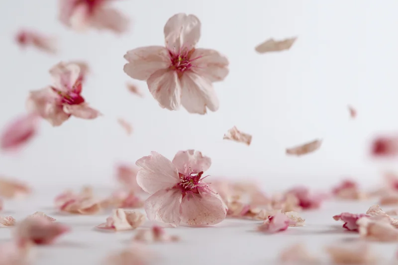 Cherry blossoms floating and scattered on a white surface in spring