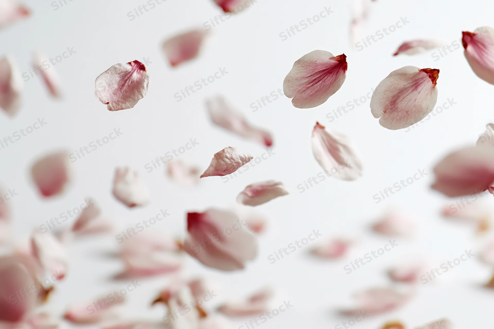 Cherry blossom petals floating midair against a white background