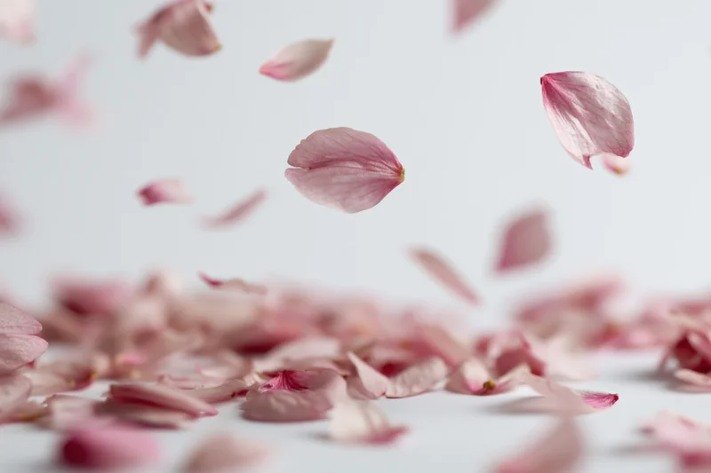 Cherry blossom petals floating midair against a white background with soft focus and shallow depth of field