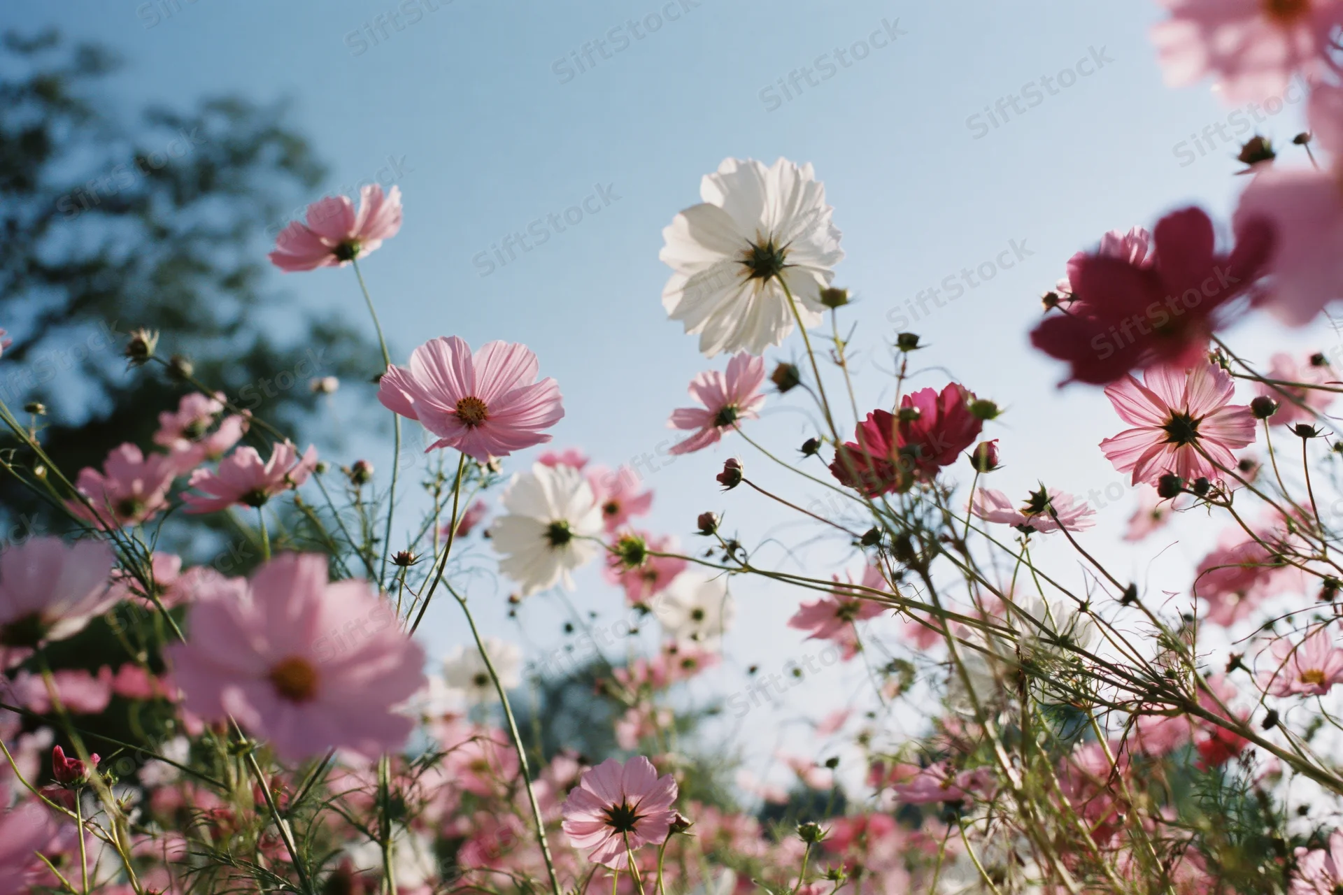 Cosmos flowers in full bloom in a field under a blue sky
