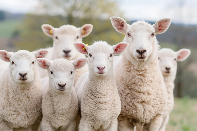 Five white sheep and lambs standing close together facing the camera in a grassy field