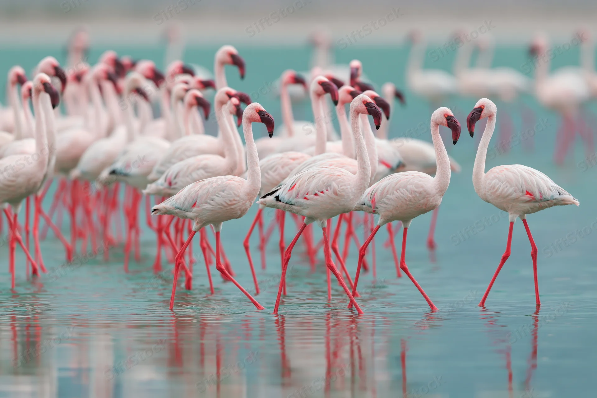 Flock of lesser flamingos wading through shallow teal saltwater