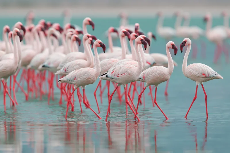 Flock of lesser flamingos wading through shallow teal saltwater