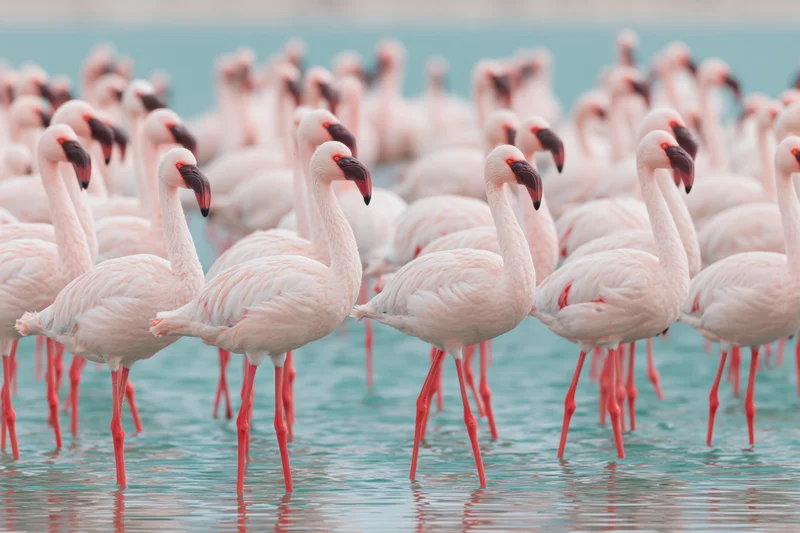 Flock of lesser flamingos wading in shallow teal saltwater