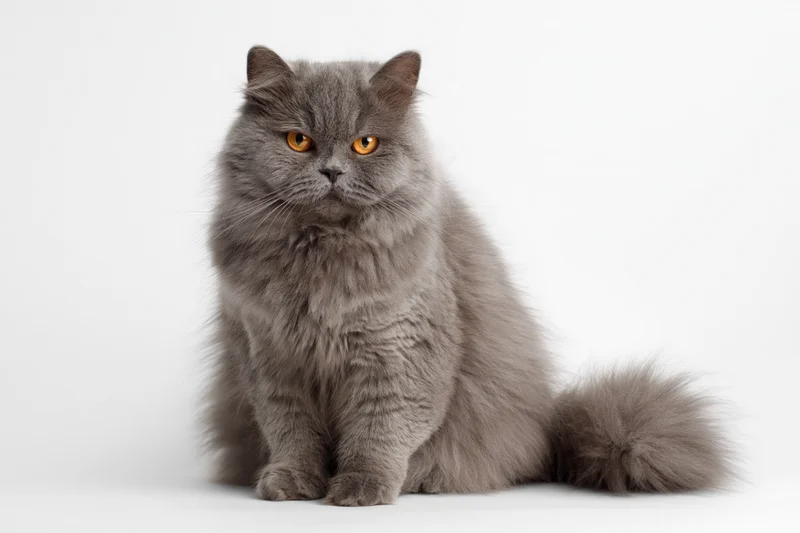 Fluffy grey british longhair cat sitting upright facing forward on white background