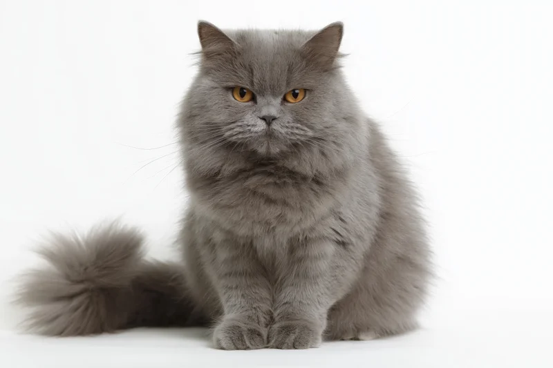 Fluffy grey british longhair cat sitting upright facing front in studio portrait
