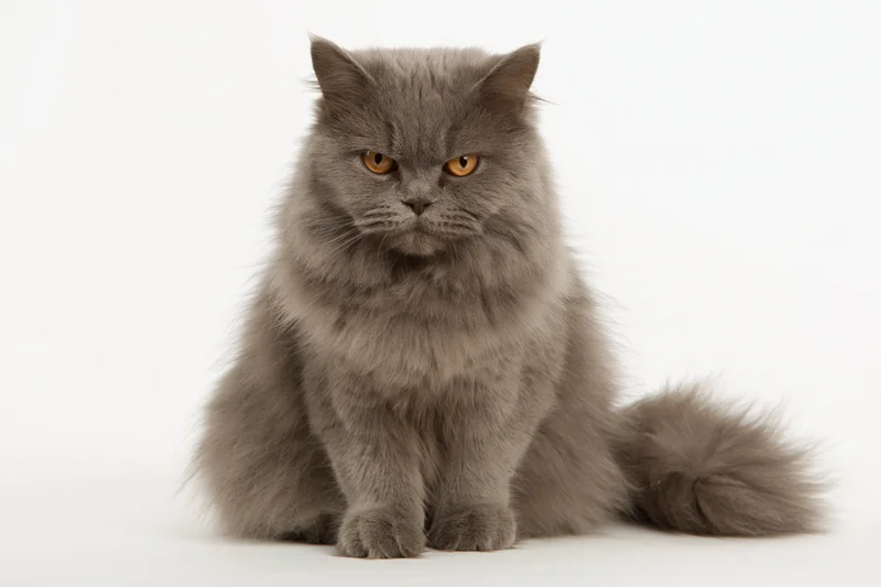 Fluffy grey british longhair cat sitting upright facing front in studio portrait