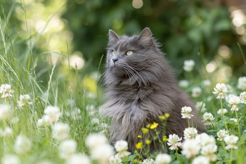 Fluffy grey longhaired cat sitting alert in a garden meadow among white clover and yellow flowers
