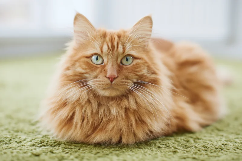 Fluffy ginger cat resting in loaf position on green carpet indoors