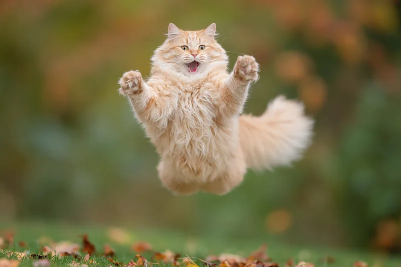 Fluffy orange tabby cat mid-leap with paws outstretched over grassy ground with autumn leaves