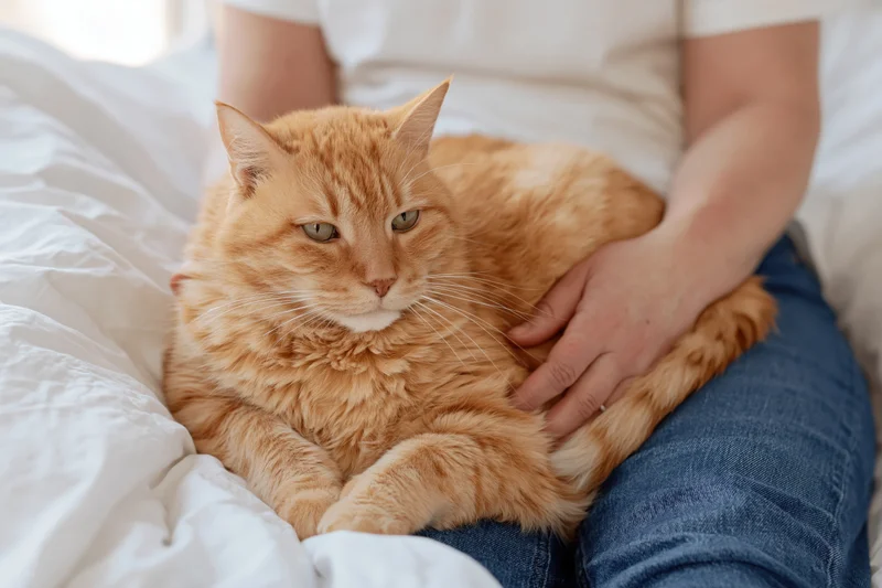 Orange tabby cat resting in a woman's lap on a bed with white sheets and denim jeans