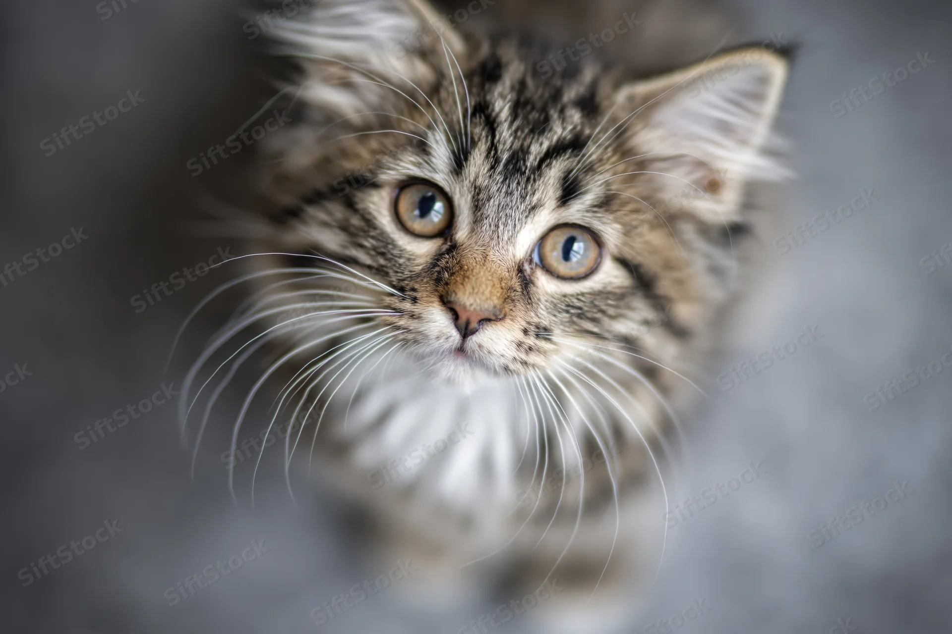 Fluffy tabby kitten looking upward into the camera with wide eyes and long whiskers in a soft indoor setting
