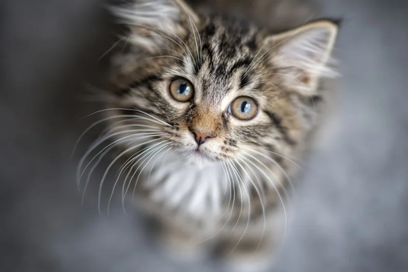 Fluffy tabby kitten looking upward into the camera with wide eyes and long whiskers in a soft indoor setting