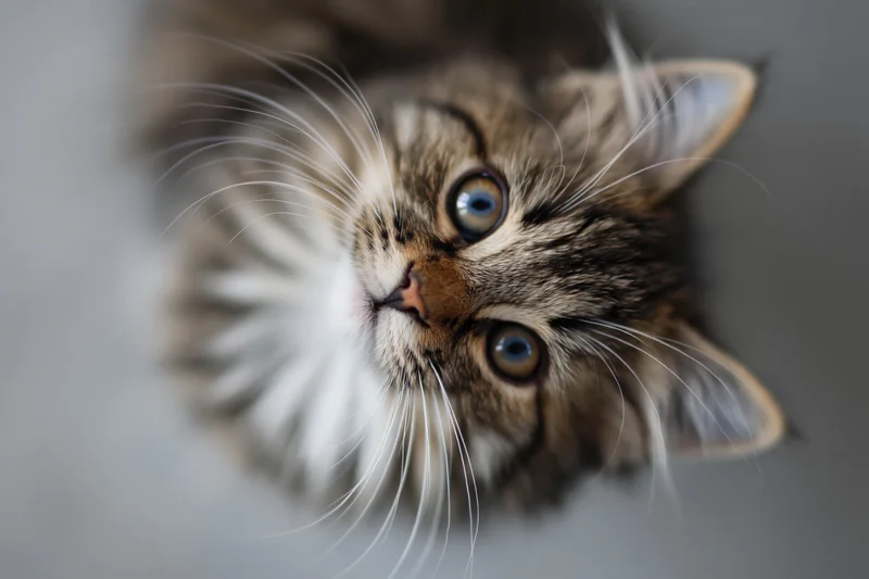 Fluffy tabby kitten looking upward into the camera with blue eyes and long whiskers in a closeup portrait