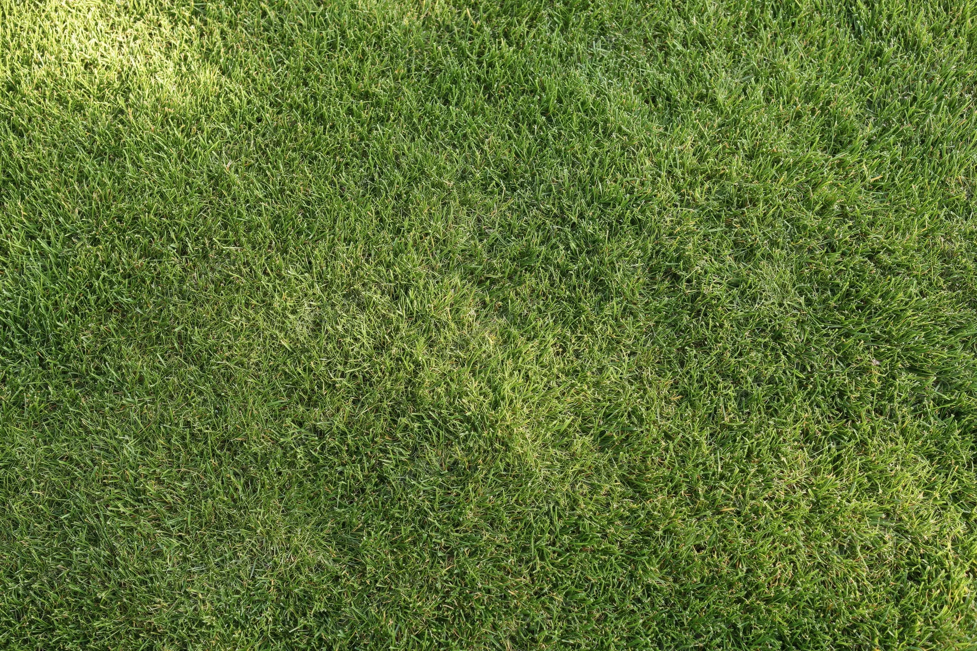 Freshly mowed green grass covering the ground in a garden lawn