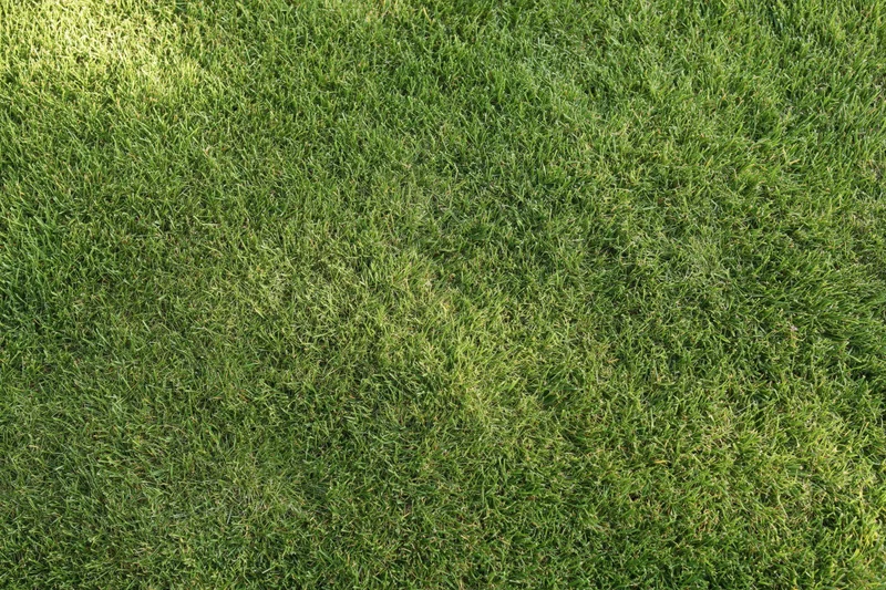 Freshly mowed green grass covering the ground in a garden lawn
