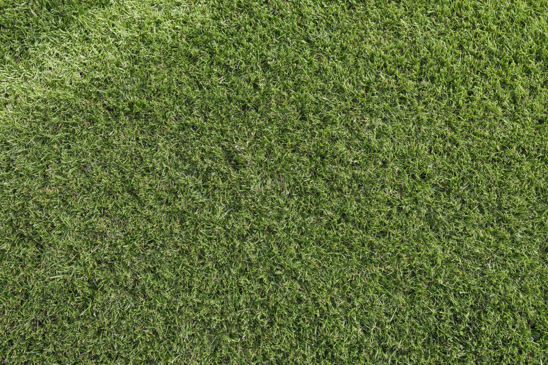 Overhead view of freshly mowed green lawn grass filling the frame