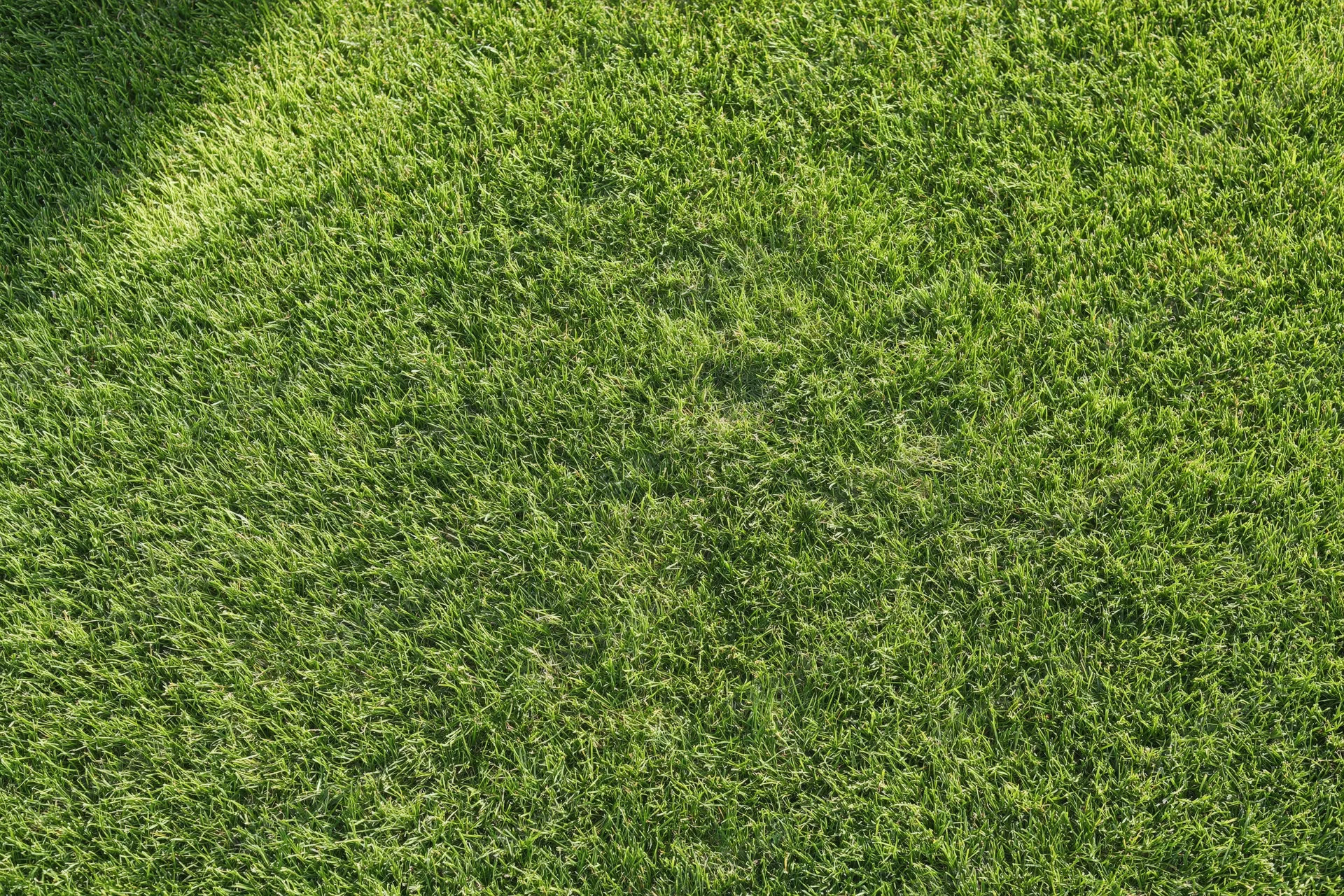 Freshly mowed green grass covering the ground in a uniform pattern under sunlight