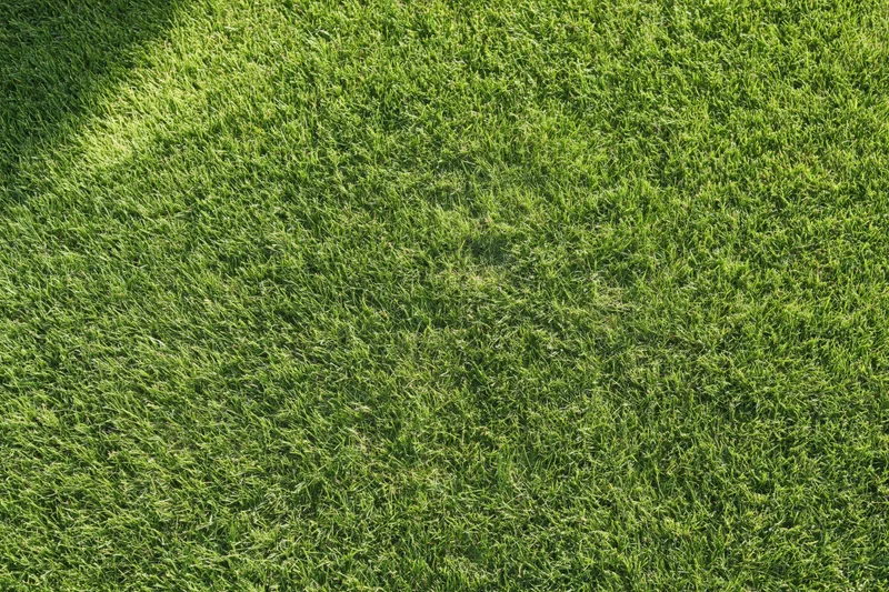 Freshly mowed green grass covering the ground in a uniform pattern under sunlight