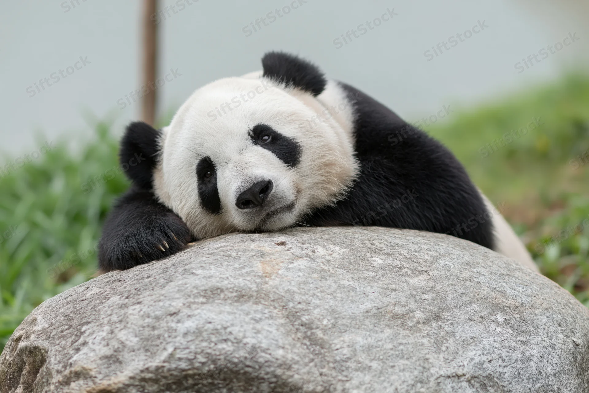 Giant panda resting with chin and paws on a rock in an outdoor enclosure