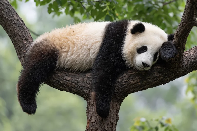 Giant panda resting on a thick tree branch in a leafy forest setting