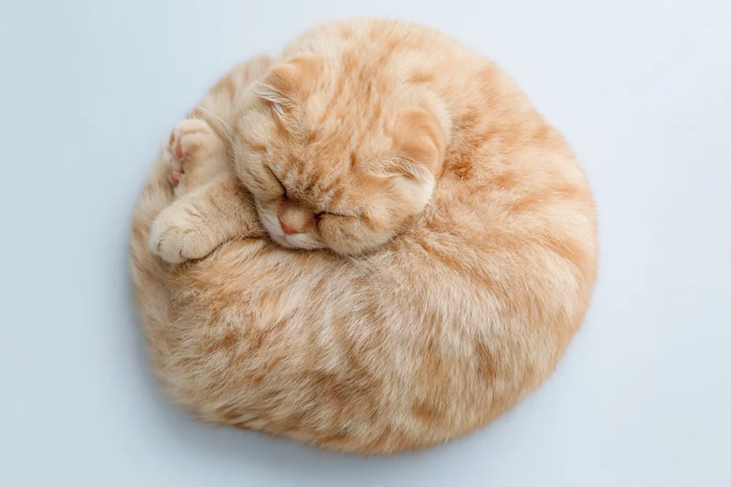 Ginger scottish fold cat sleeping curled on its side on white background