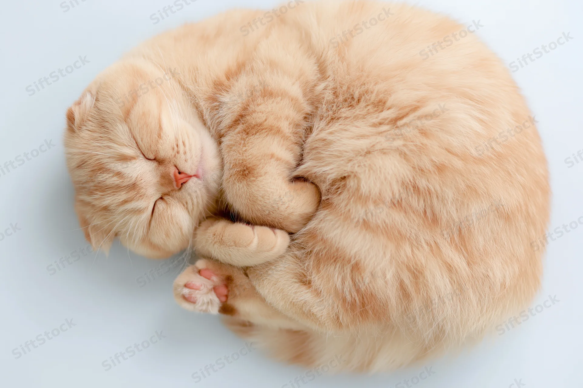 Ginger scottishfold cat sleeping curled on its side with eyes closed on white background