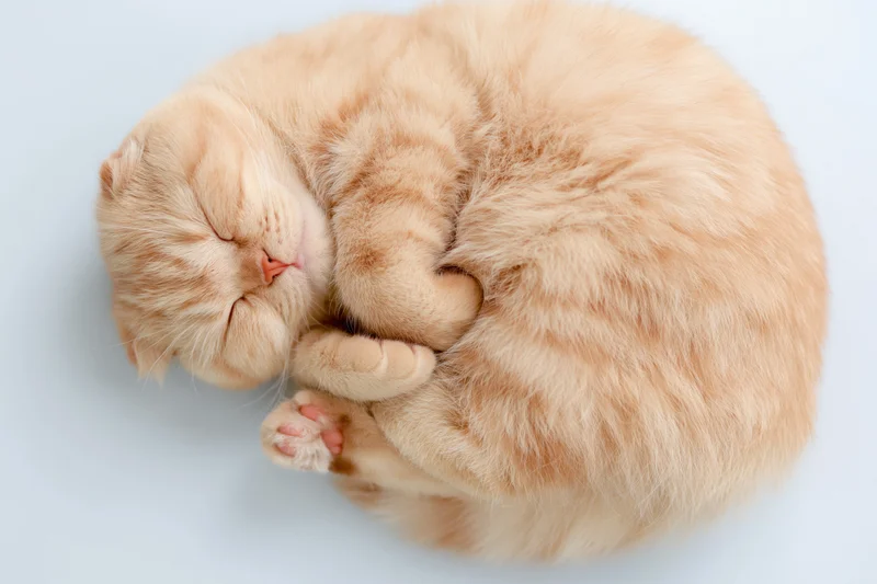 Ginger scottishfold cat sleeping curled on its side with eyes closed on white background