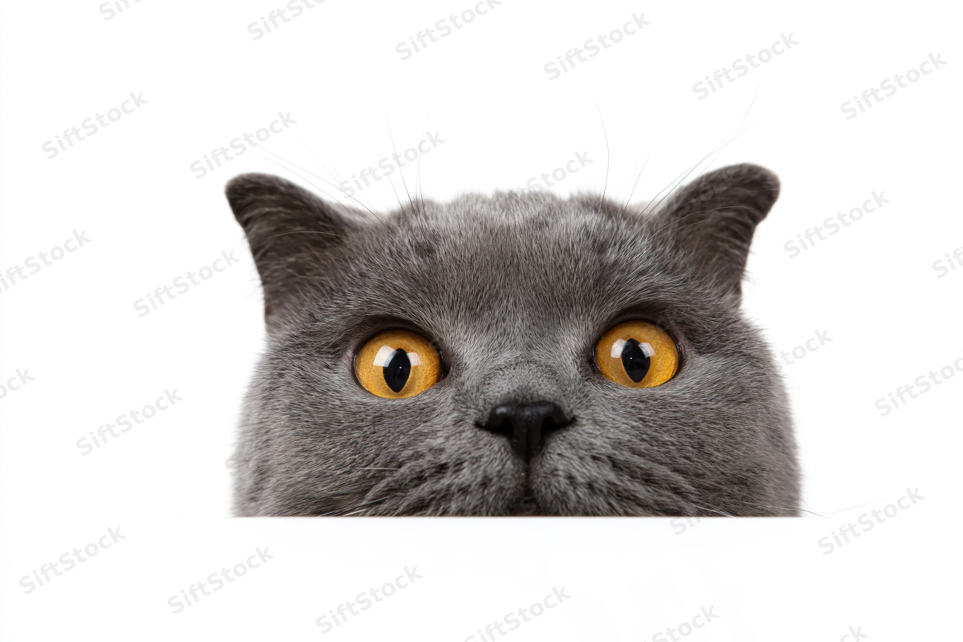 Grey british shorthair cat peeking upward from bottom of frame with yellow eyes on white background
