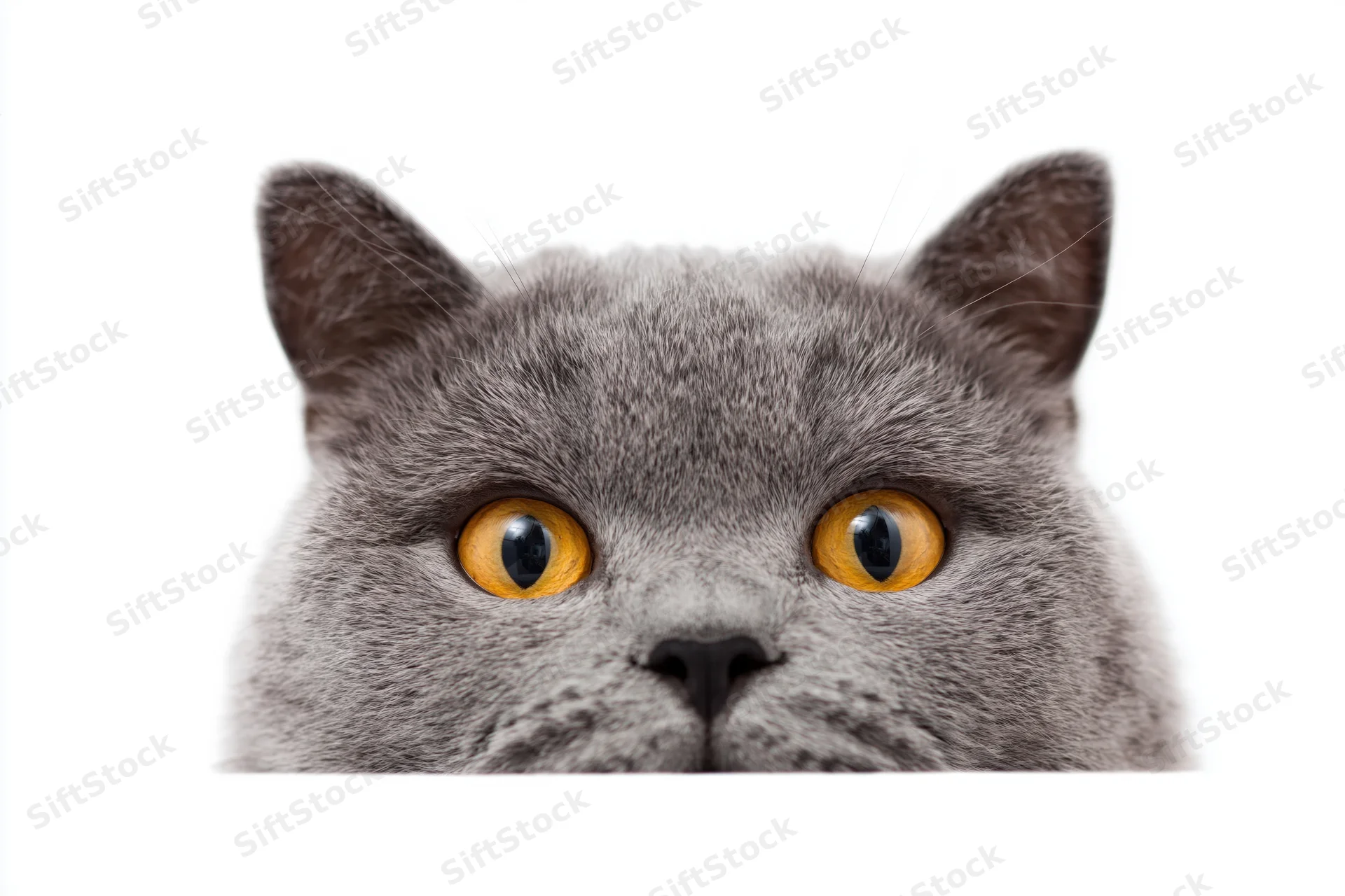 Grey british shorthair cat peering upward from bottom of frame with bright orange eyes against white background