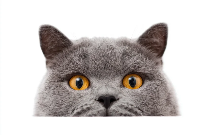 Grey british shorthair cat peering upward from bottom of frame with bright orange eyes against white background