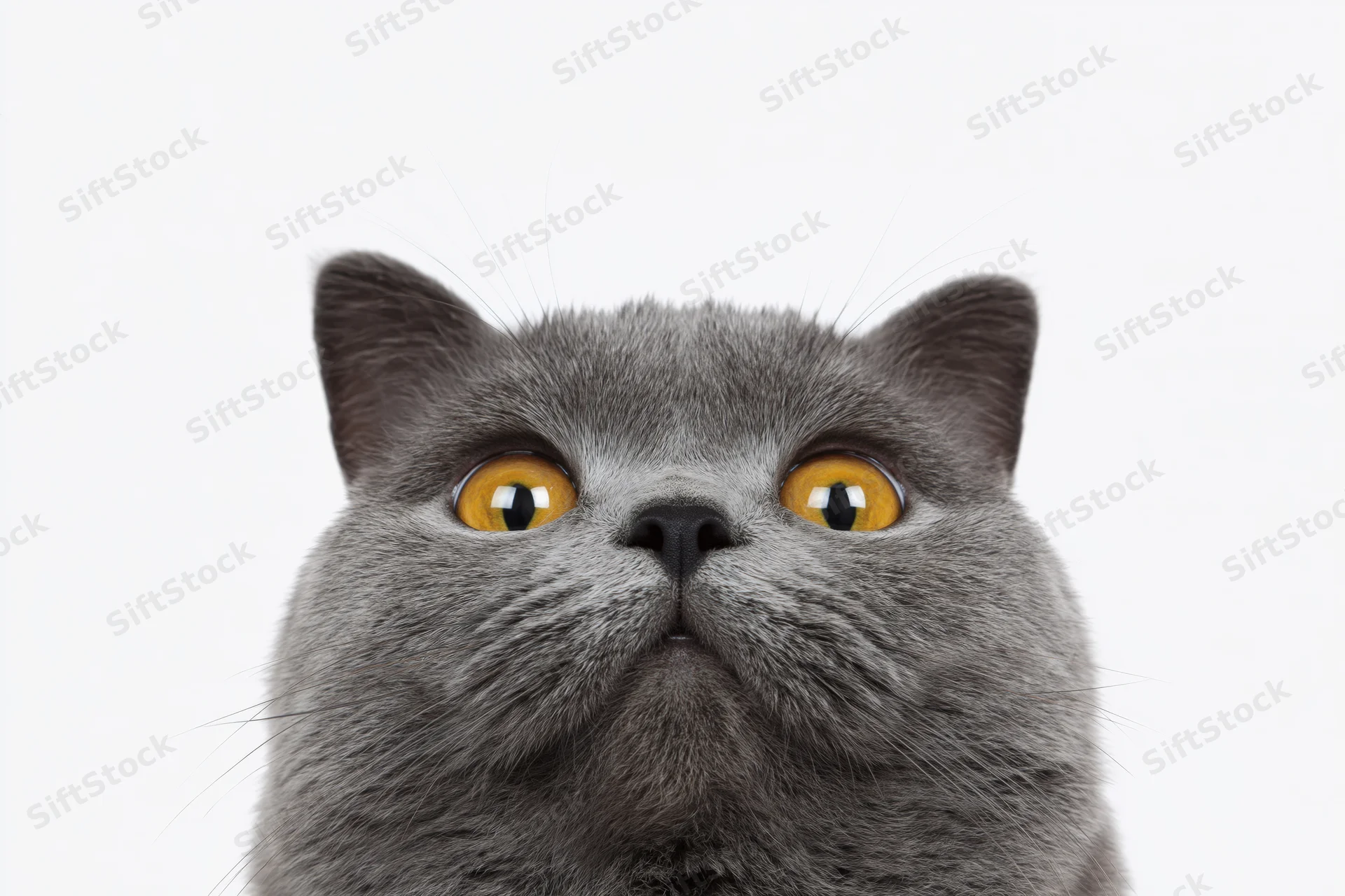Grey british shorthair cat looking upward in studio portrait against white background