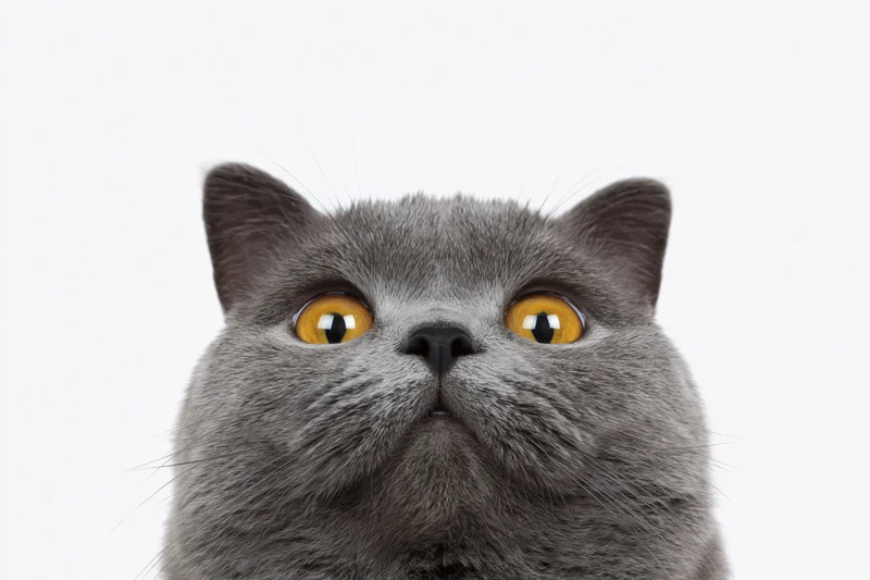 Grey british shorthair cat looking upward in studio portrait against white background