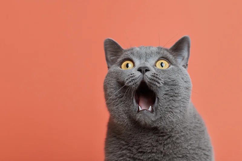 Grey british shorthair cat with wide open mouth and bright yellow eyes against orange background