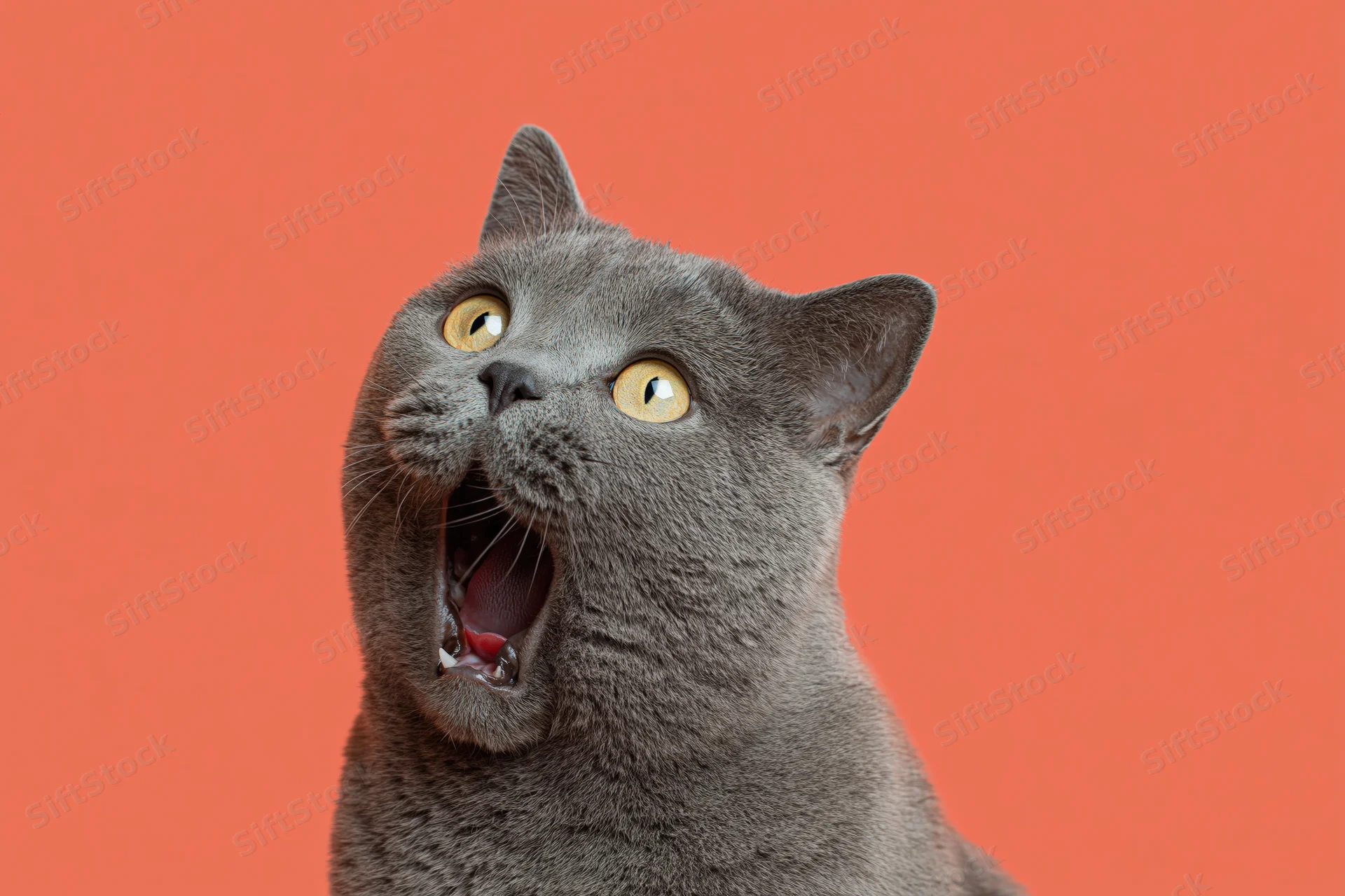 Grey british shorthair cat yawning with mouth wide open against orange background