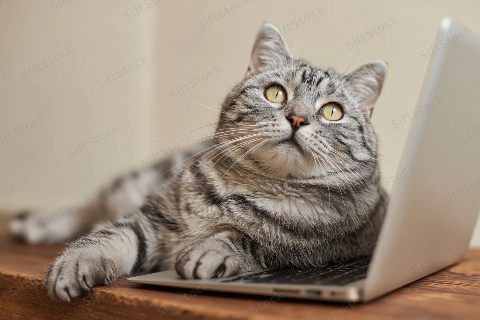 Grey tabby cat lying on wooden desk with paws on laptop keyboard