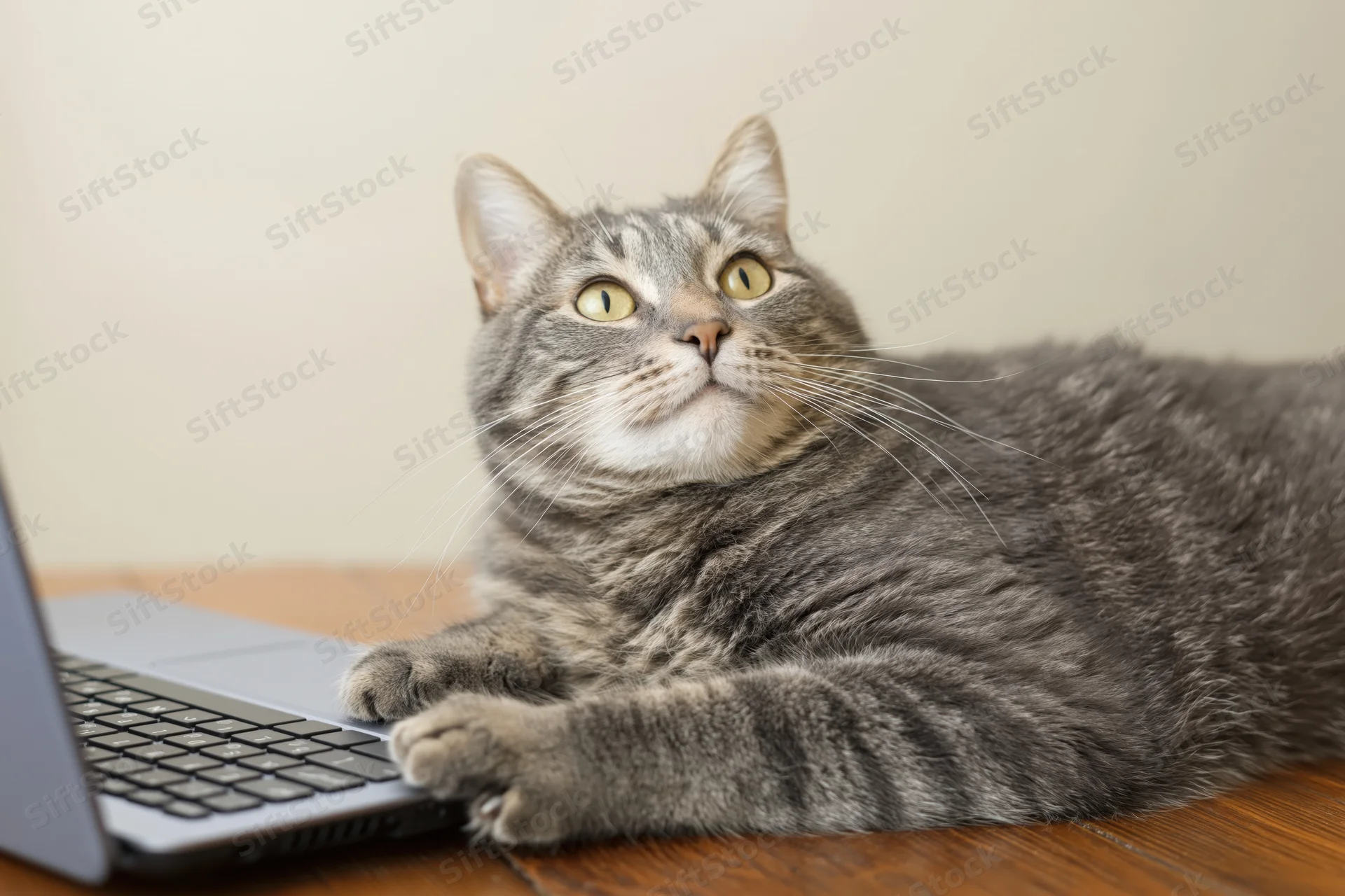 Grey tabby cat resting with paws on laptop keyboard on wooden desk