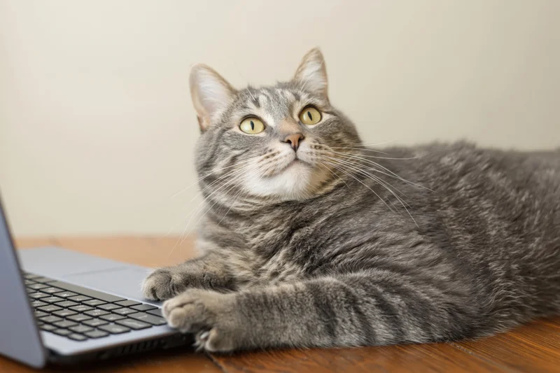 Grey tabby cat resting with paws on laptop keyboard on wooden desk