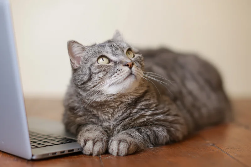 Grey tabby cat resting with front paws on laptop keyboard on wooden desk