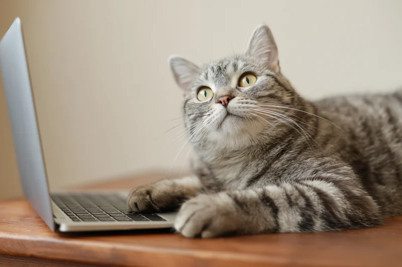 Grey tabby cat resting with paws on laptop keyboard on wooden desk