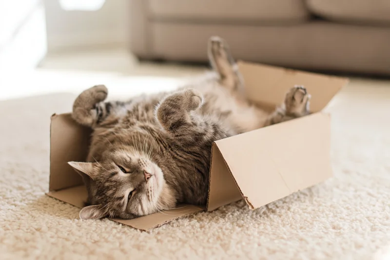 Grey tabby cat sleeping on its back inside an open cardboard box on a carpeted floor