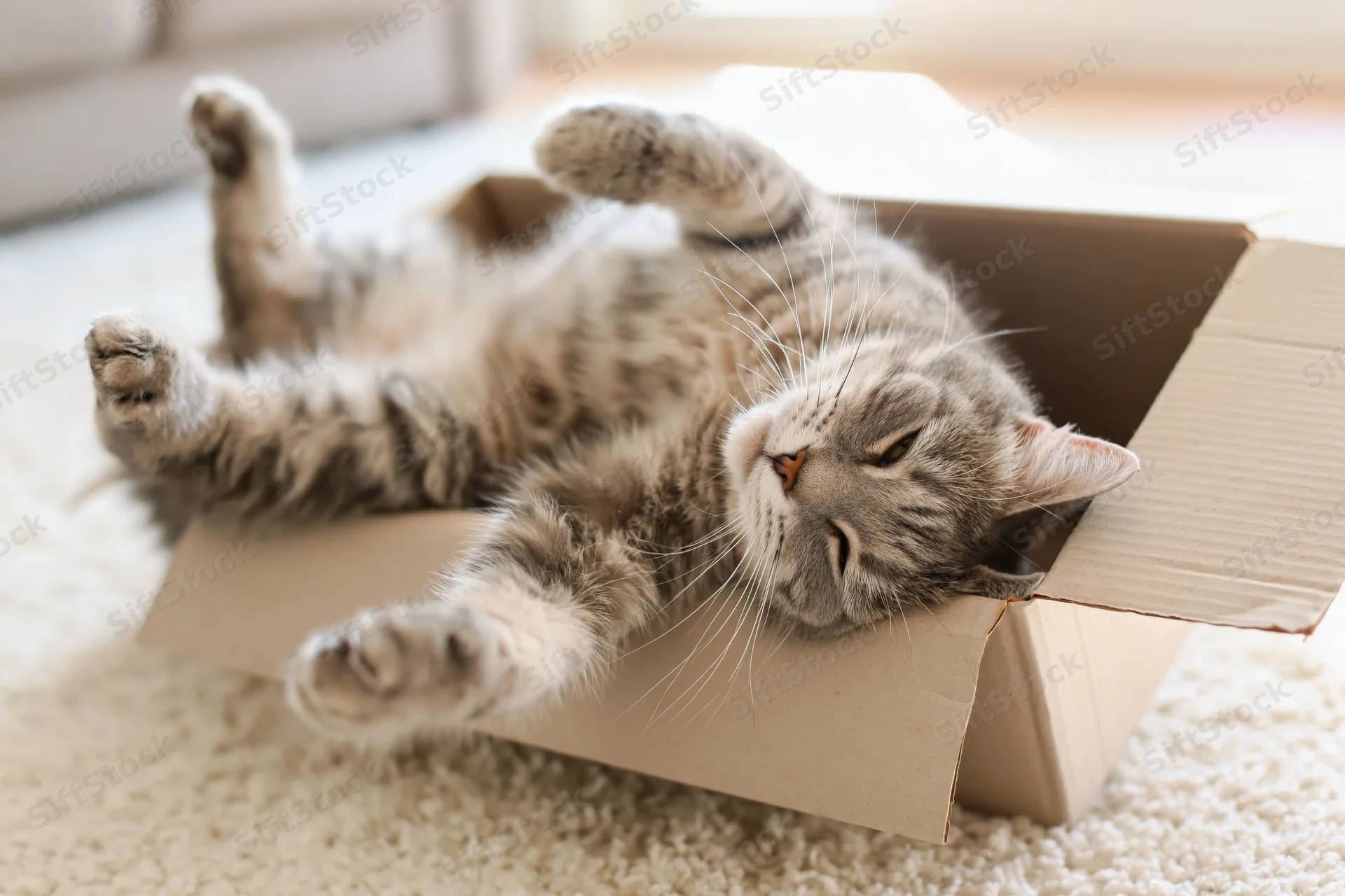 Grey tabby cat lying on its back inside an open cardboard box on a carpeted floor